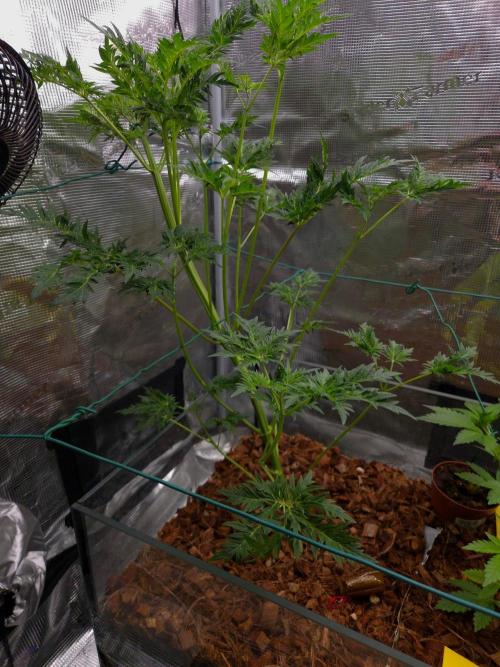 Skunktrail fem. Week 7