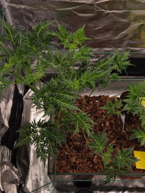 Skunktrail fem. Week 7