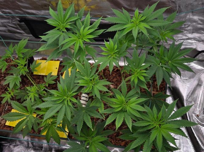 lemon cherry gelato. Week 7