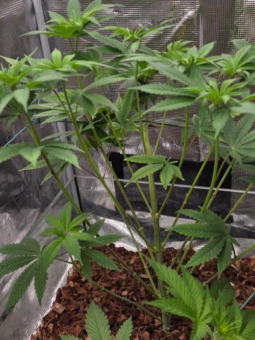 lemon cherry gelato. Week 7