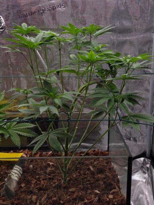 lemon cherry gelato. Week 7