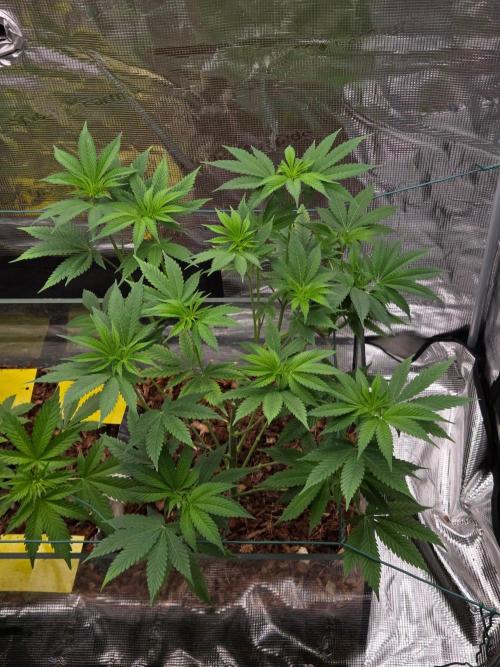 Grow Tent 4.5x2x6.5. Week 7