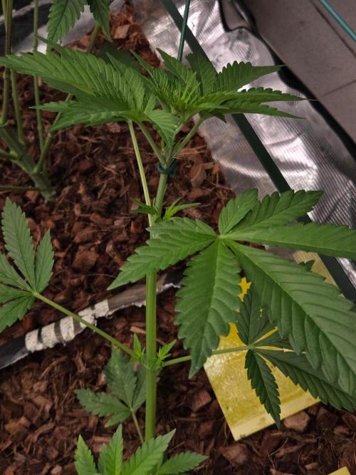 lemon cherry cookies auto. Week 7