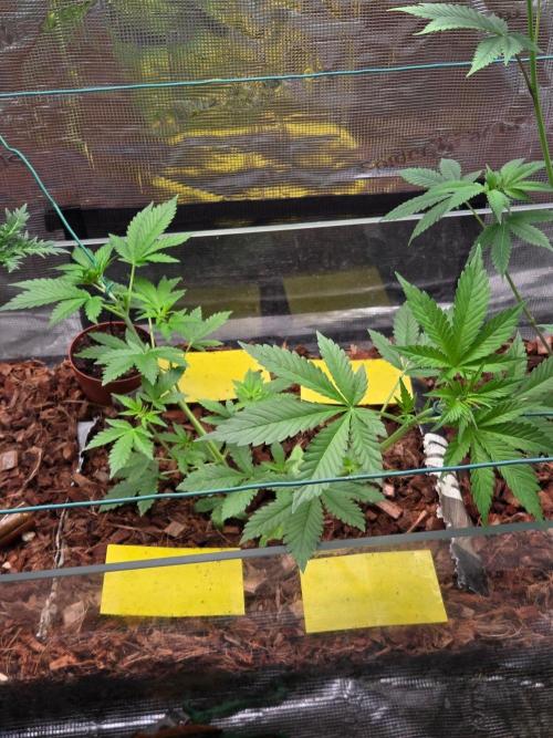 lemon cherry cookies auto. Week 7