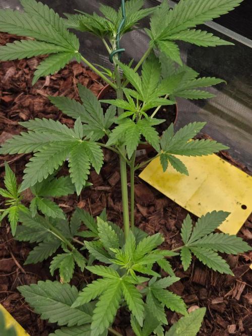 lemon cherry cookies auto. Week 7