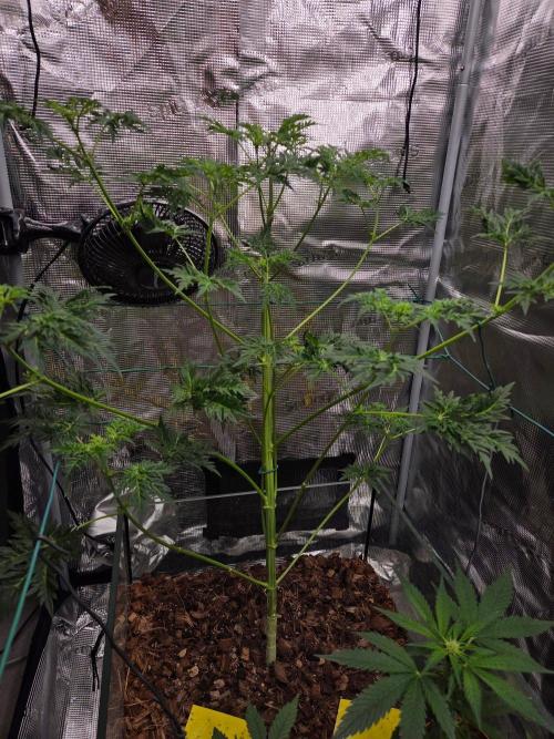 Skunktrail fem. Week 8