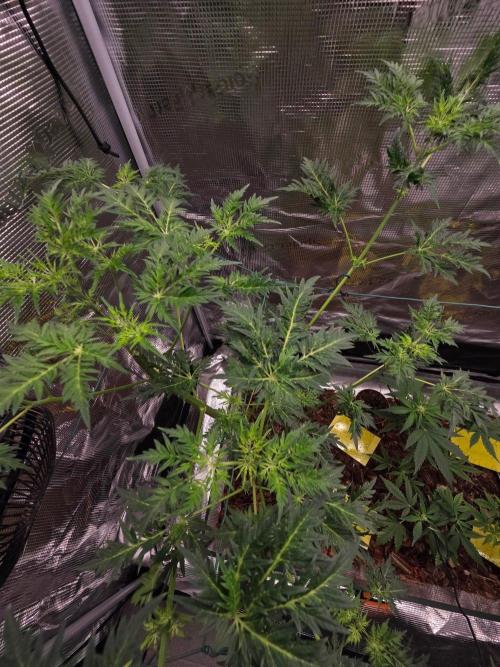 Skunktrail fem. Week 8