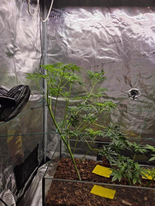 Skunktrail fem. Week 8