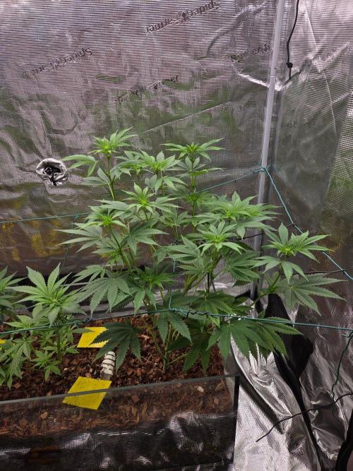 lemon cherry gelato. Week 8