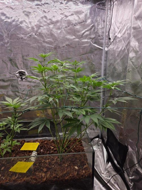 lemon cherry gelato. Week 8