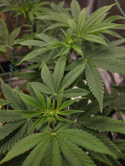 lemon cherry gelato. Week 8