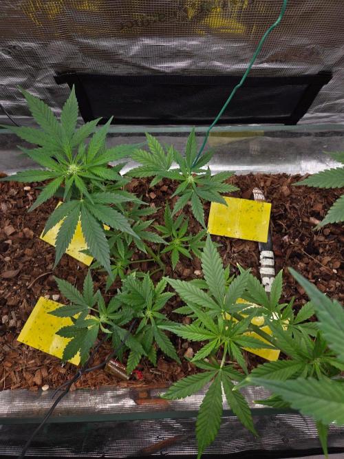 lemon cherry cookies auto. Week 7