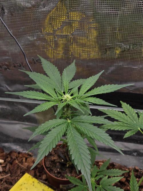 lemon cherry cookies auto. Week 7
