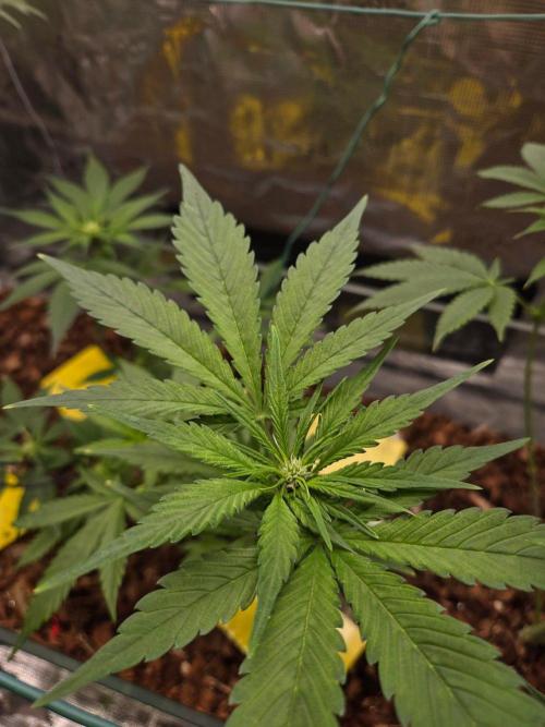 Lemon Cherry Cookies Auto. Week 7
