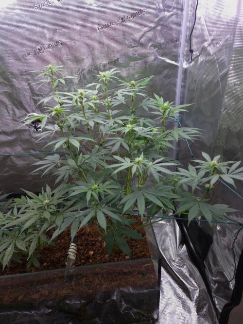 lemon cherry gelato. Week 9