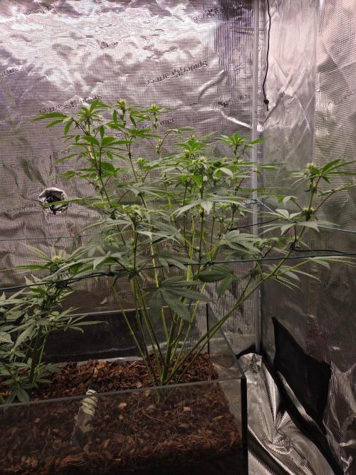 lemon cherry gelato. Week 9