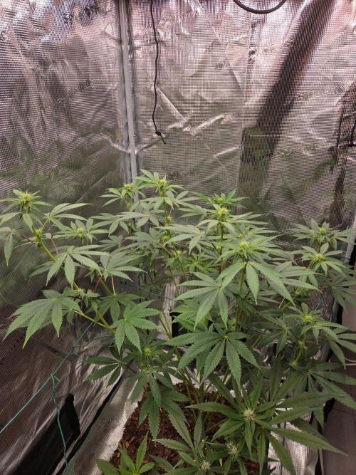 lemon cherry gelato. Week 9