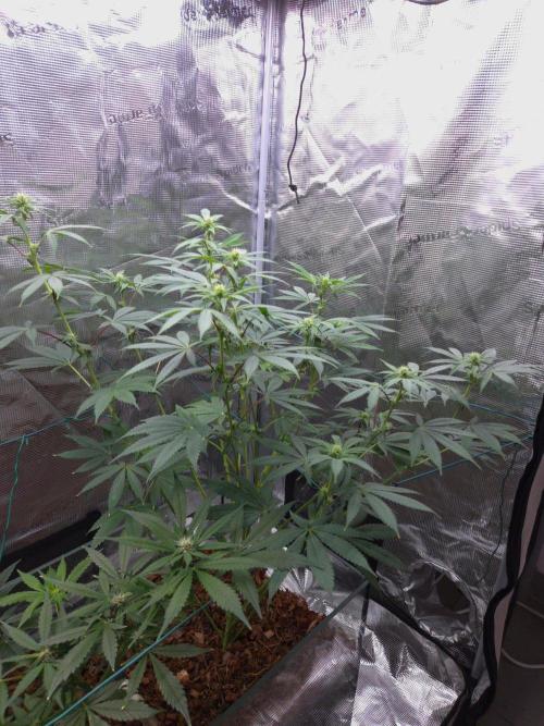 lemon cherry gelato. Week 9