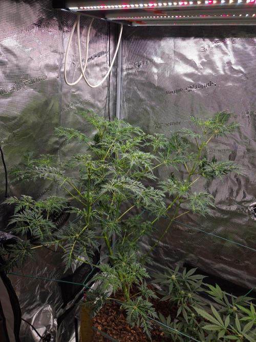 Skunktrail fem. Week 9