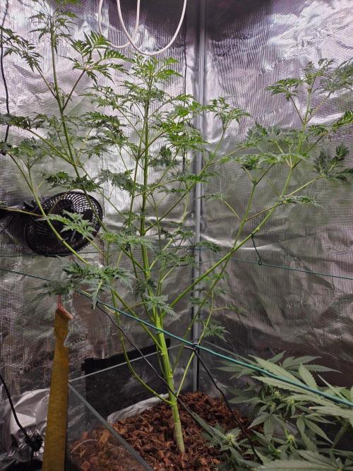 Skunktrail fem. Week 9