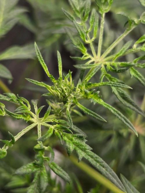 Skunktrail fem. Week 9