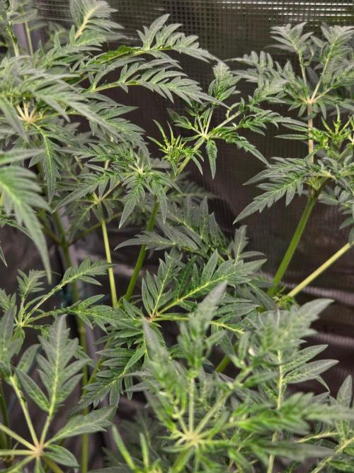 Skunktrail fem. Week 9