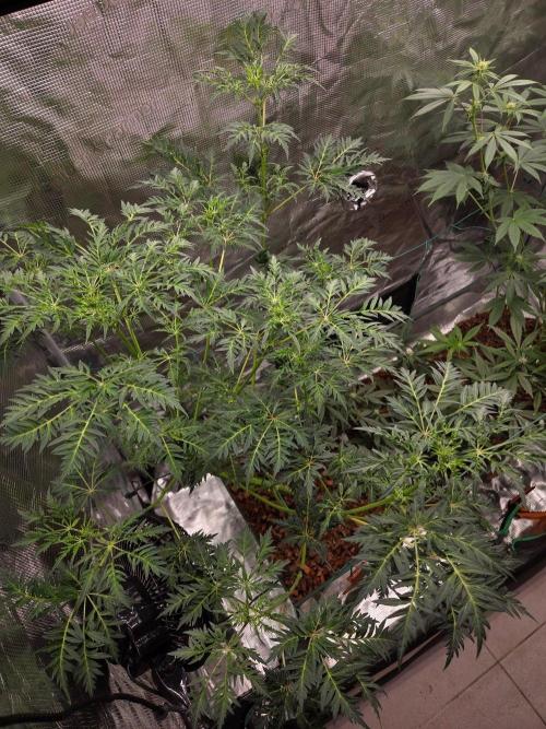 Skunktrail fem. Week 9