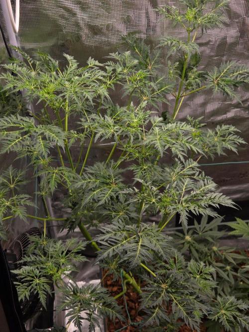 Skunktrail fem. Week 9