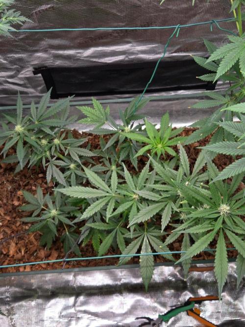 lemon cherry cookies auto. Week 8