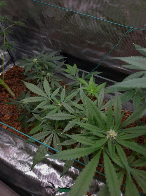 lemon cherry cookies auto. Week 8