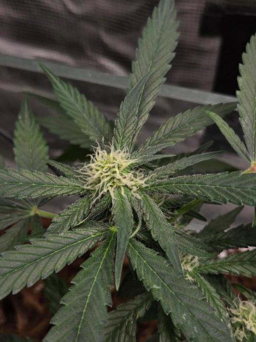 lemon cherry cookies auto. Week 8