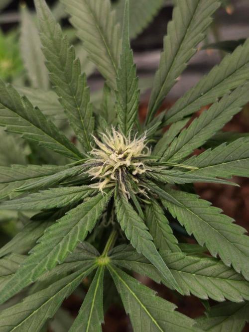 lemon cherry cookies auto. Week 8