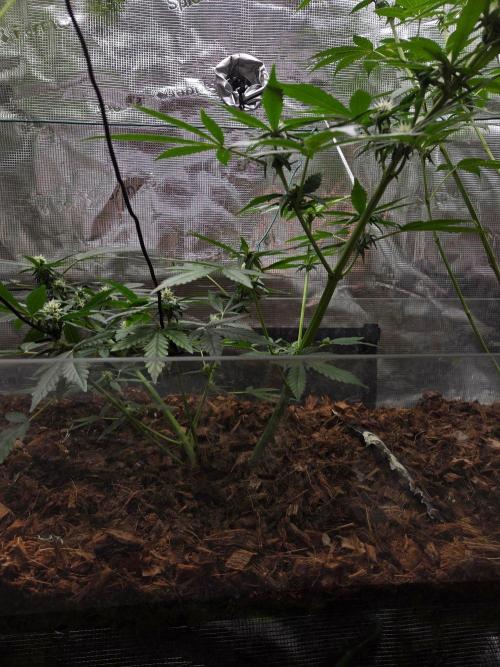 lemon cherry cookies auto. Week 8