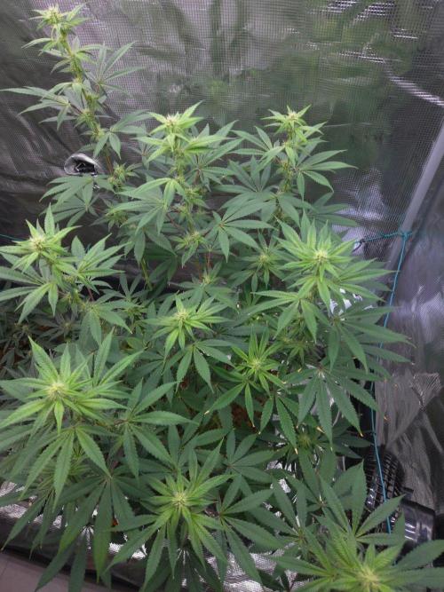 lemon cherry gelato. Week 10