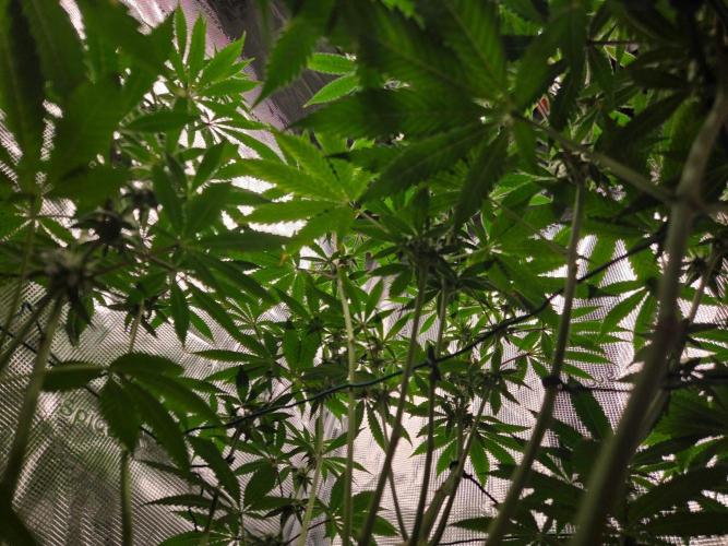 Grow Tent 4.5x2x6.5. Week 10