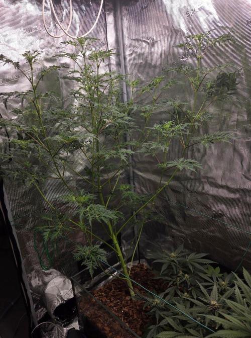 Skunktrail fem. Week 10