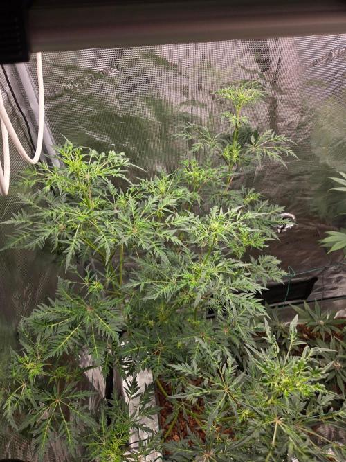 Skunktrail fem. Week 10