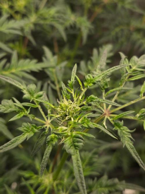 Skunktrail fem. Week 10