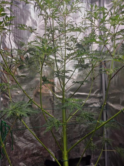 Skunktrail fem. Week 10