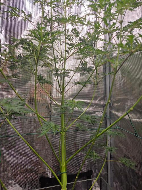 Skunktrail fem. Week 10