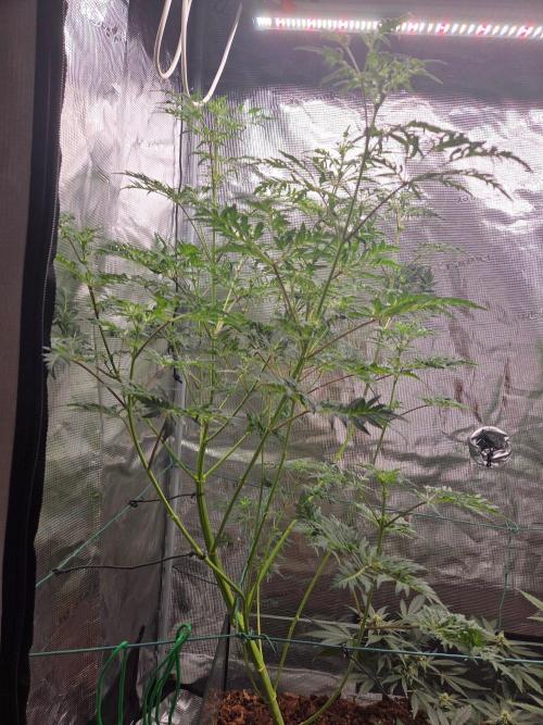 Skunktrail fem. Week 10
