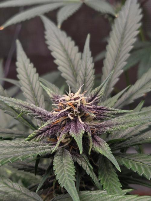 lemon cherry cookies auto. Week 9