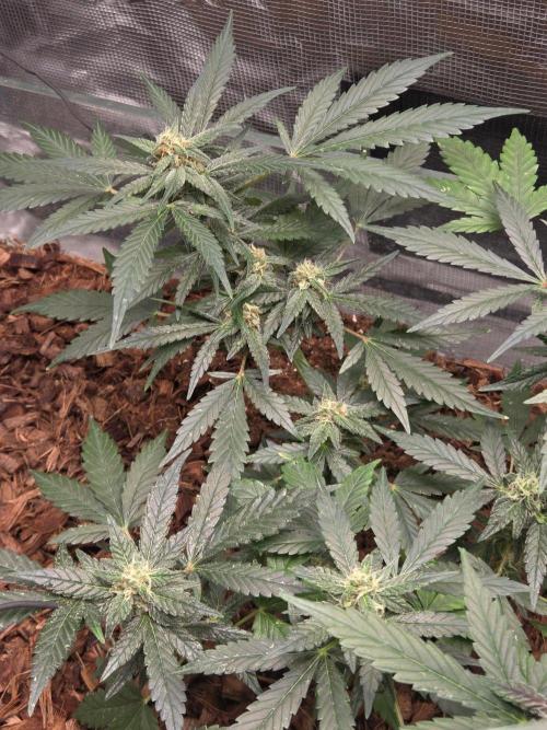 lemon cherry cookies auto. Week 9