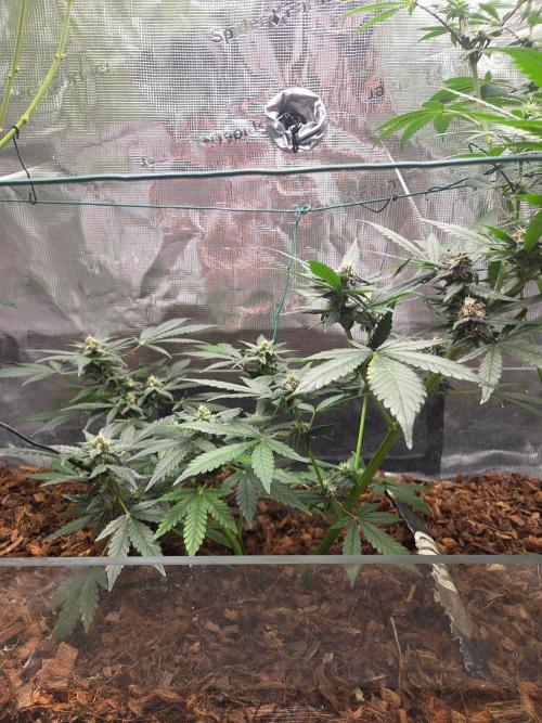 lemon cherry cookies auto. Week 9