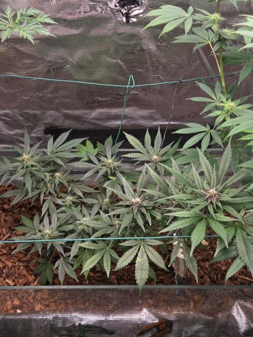 lemon cherry cookies auto. Week 9