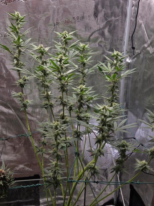 lemon cherry gelato. Week 11