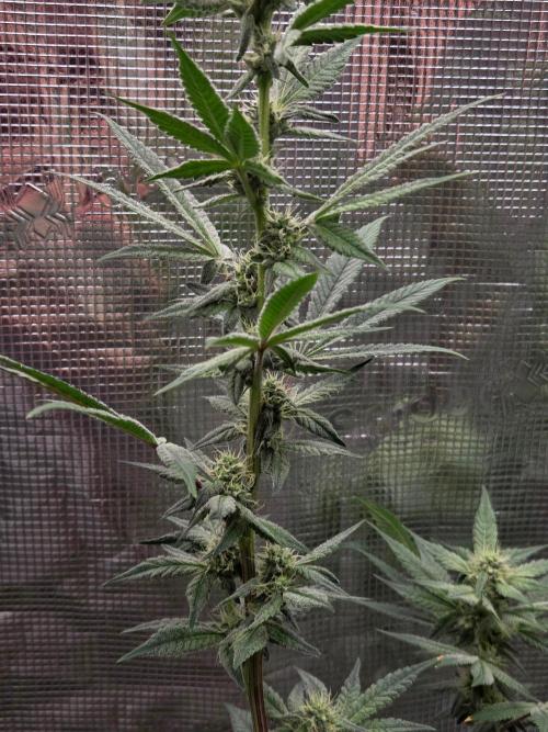 lemon cherry gelato. Week 11