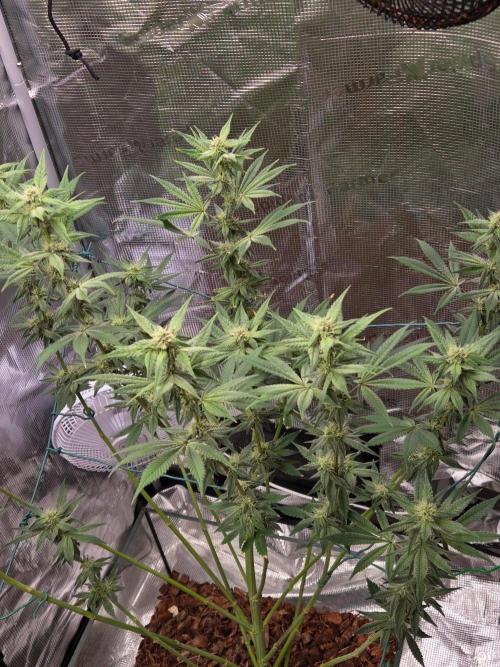 lemon cherry gelato. Week 11