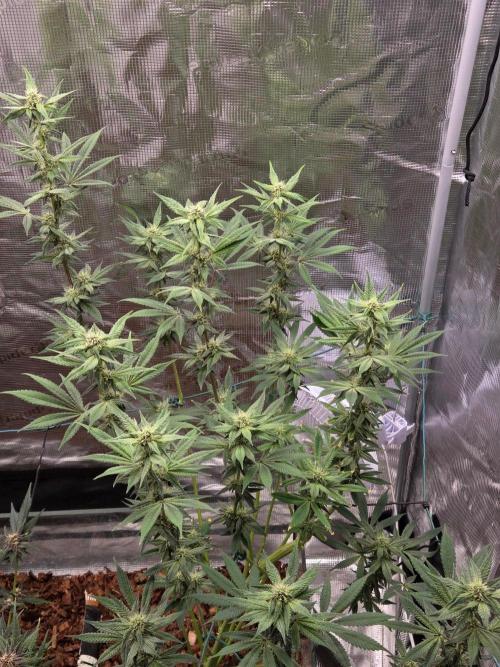 Grow Tent 4.5x2x6.5. Week 11