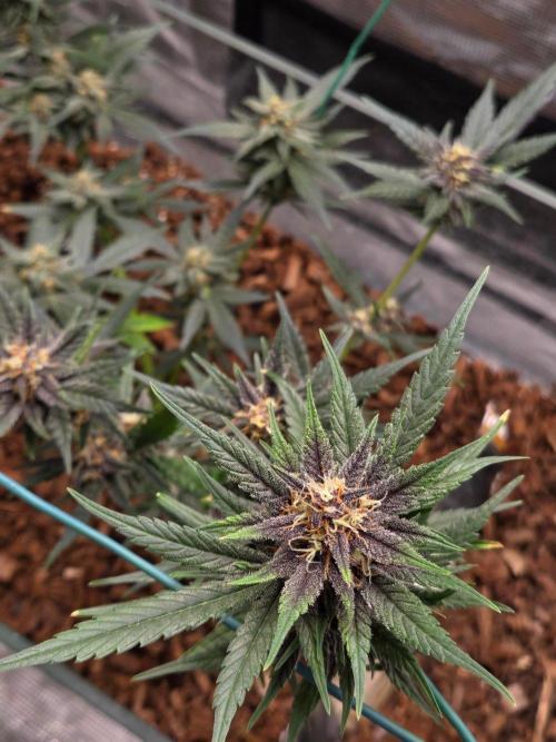 lemon cherry cookies auto. Week 10